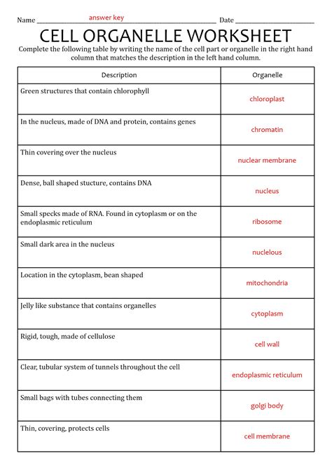 Cell Organelles And Their Functions Worksheet Answer Key The Best